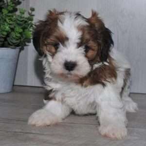 Teddy Bear 9102