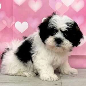 Teddy Bear 6073