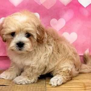 Teddy Bear 6333