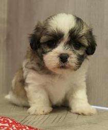 Teddy Bear 3618