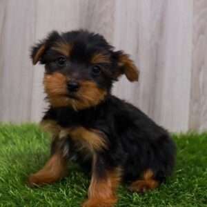 Yorkshire Terrier 4090