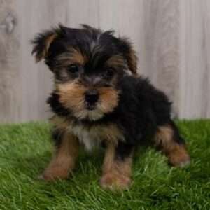 Yorkshire Terrier 4439