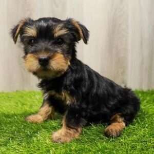Yorkshire Terrier 2289