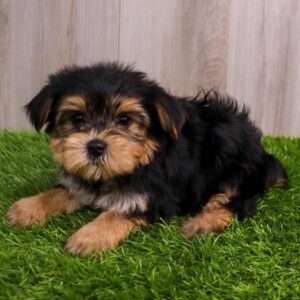 Yorkshire Terrier 5881