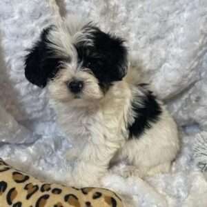 Yorkiepoo 6745