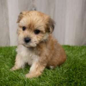 Yorkiepoo 8181