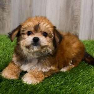 Yorkiepoo 6528