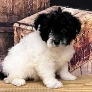 Yorkiepoo 6217