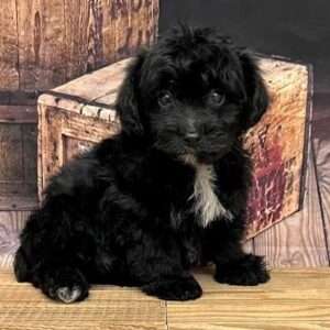 Yorkiepoo 6225
