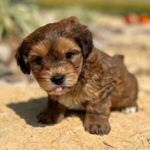 Yorkiepoo 1421
