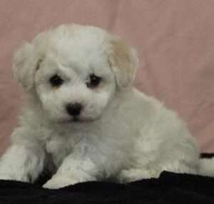 Bichon Frise 9920