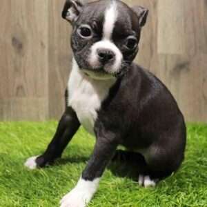 Boston Terrier 7780