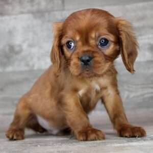 Cavalier King Charles 2163