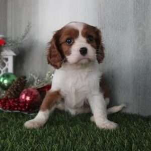 Cavalier King Charles 4656