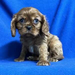 Cavalier King Charles 7428