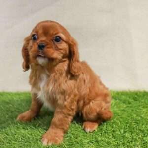 Cavalier King Charles 8711