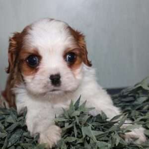 Cavalier King 9613