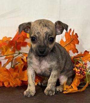 Chihuahua 0837