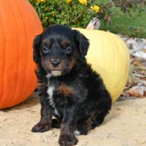 Cockapoo 1176