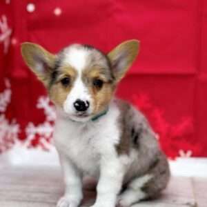 Pembroke Welsh Corgi  1883