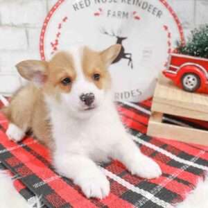 Pembroke Welsh Corgi 8732