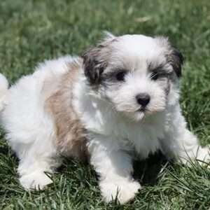 Coton De Tulear 1373