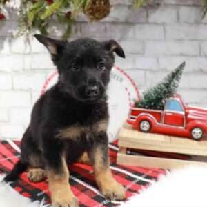 German Shepherd 9550