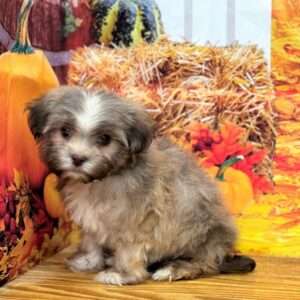 Havanese 2073
