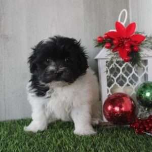 Havanese 4647