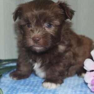 Havanese 6772