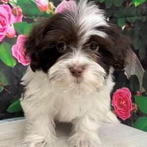 Havanese 5336