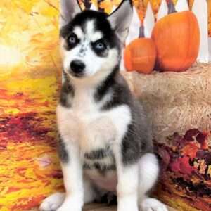 Siberian Husky 2142