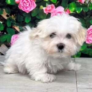 Maltese 4942