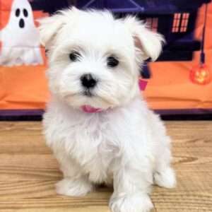 Maltese 2272