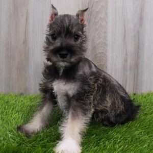 Miniature Schnauzer 0693