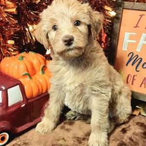 Mini Labradoodle 6310