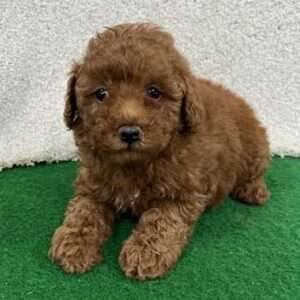 Mini Poodle 9842