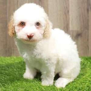 Mini Poodle 1992