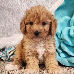 Mini Poodle 9407