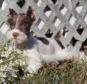 Miniature Schnauzer 3903