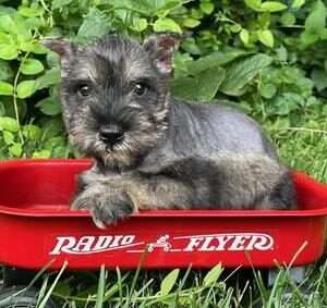 Miniature Schnauzer 8854