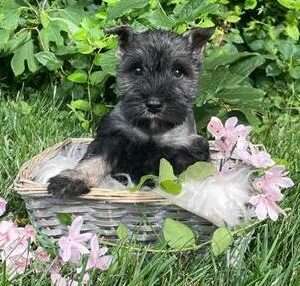 Miniature Schnauzer 8883
