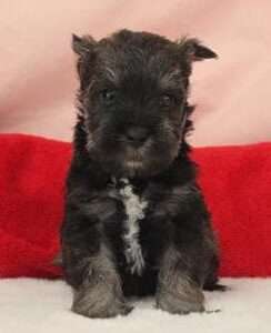 Miniature Schnauzer 9487