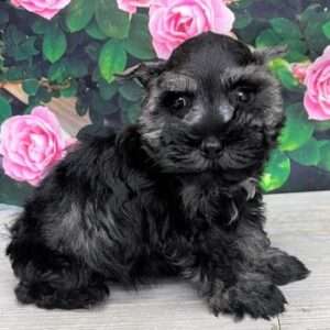 Miniature Schnauzer 4979