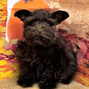 Miniature Schnauzer 2004