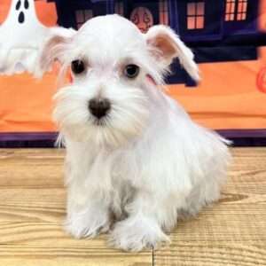 Miniature Schnauzer 2362