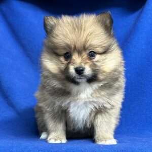 Pomeranian 7424