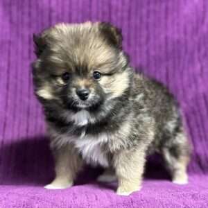 Pomeranian 7426
