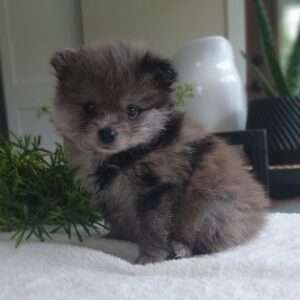 Pomeranian 4615