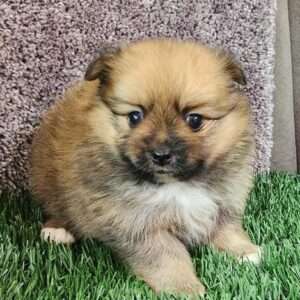 Pomeranian 4888
